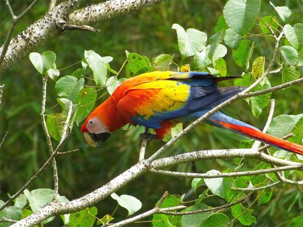 Cabana Itze La Fortuna المظهر الخارجي الصورة