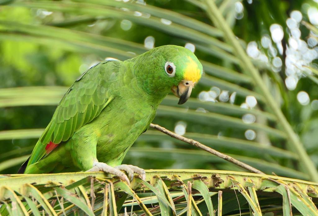 Cabana Itze La Fortuna المظهر الخارجي الصورة